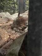 画像(135x180)・拡大画像(480x640)