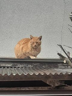 画像(240x320)・拡大画像(480x640)