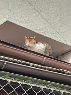 �摜(240x320)�E�g��摜(480x640)