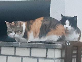 画像(320x240)・拡大画像(640x480)