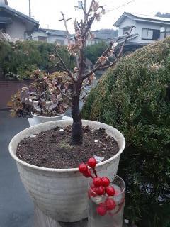 �摜(240x320)�E�g��摜(480x640)