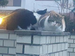 画像(320x240)・拡大画像(640x480)