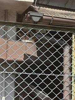 �摜(240x320)�E�g��摜(480x640)