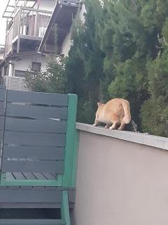 画像(240x320)・拡大画像(480x640)