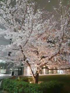 画像(240x320)・拡大画像(480x640)