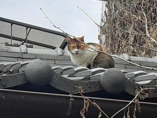 画像(320x240)・拡大画像(640x480)