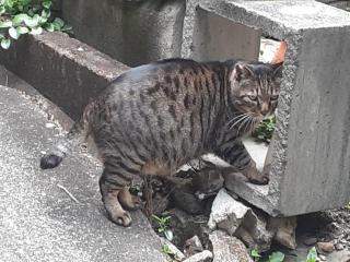 画像(320x240)・拡大画像(640x480)