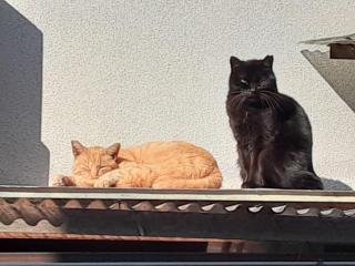 画像(320x240)・拡大画像(640x480)