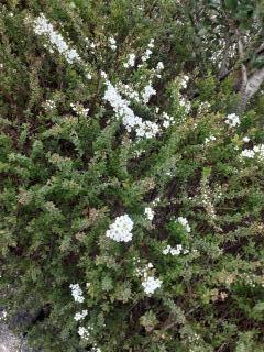 �摜(240x320)�E�g��摜(480x640)