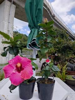 �摜(240x320)�E�g��摜(480x640)