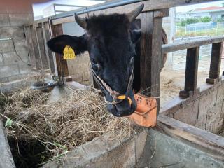 画像(320x240)・拡大画像(640x480)