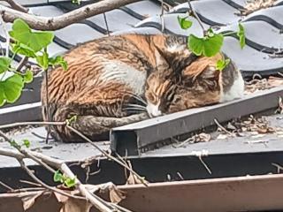 画像(320x240)・拡大画像(640x480)