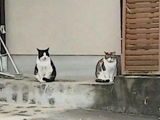 �摜(320x240)�E�g��摜(640x480)