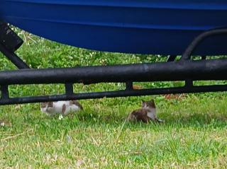 画像(320x239)・拡大画像(640x479)