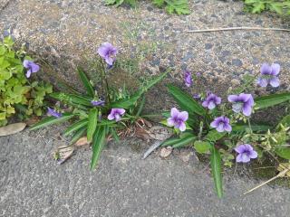 画像(320x240)・拡大画像(640x480)