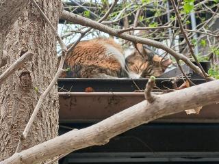 画像(320x240)・拡大画像(640x480)