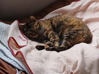 �摜(320x240)�E�g��摜(640x480)