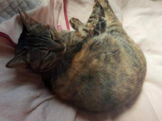 画像(320x240)・拡大画像(640x480)