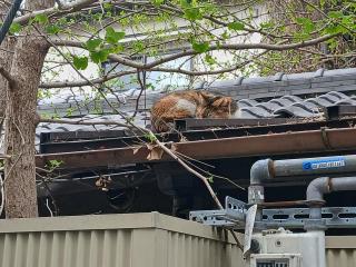 画像(320x240)・拡大画像(640x480)