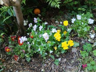 �摜(320x240)�E�g��摜(640x480)