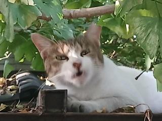 画像(320x240)・拡大画像(640x480)