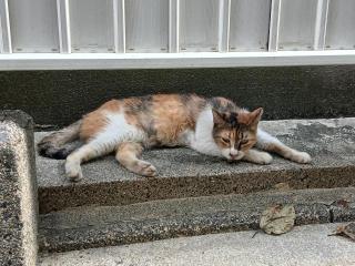 画像(320x240)・拡大画像(640x480)