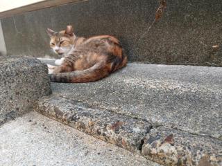 画像(320x240)・拡大画像(640x480)