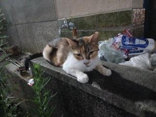 画像(320x240)・拡大画像(640x480)