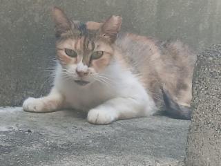 画像(320x240)・拡大画像(640x480)
