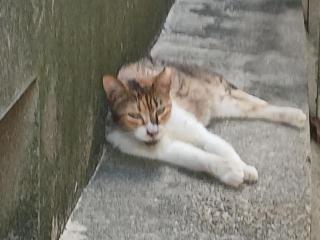 画像(320x240)・拡大画像(640x480)