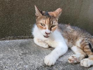 画像(320x240)・拡大画像(640x480)
