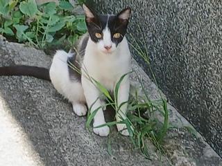 画像(320x240)・拡大画像(640x480)