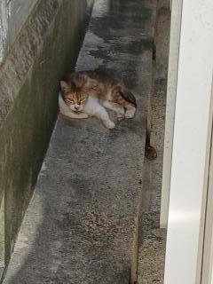 画像(240x320)・拡大画像(480x640)