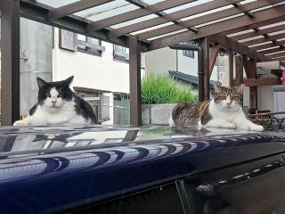 画像(320x240)・拡大画像(640x480)
