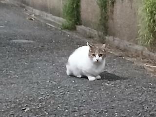 画像(320x240)・拡大画像(640x480)