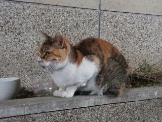 画像(320x240)・拡大画像(640x480)